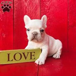 Chubby/French Bulldog									Puppy/Male	/12 Weeks,Chubby is a super cute little platinum Akc registered french bulldog puppy! Family raised and well socialized! Up to date with all shots and dewormings! Comes with a health guarantee! Delivery available! Contact us today to get your new family member!