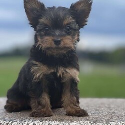 Tinkerbell/Yorkie									Puppy/Female	/10 Weeks,Her She is!  The little tiny Yorkie Tinkerbell that you have been searching for.   This adorable little girl is full of personality.  Family raised and socialized.  Tinkerbell is everything you would want.  She has been vet checked, wormed, and is up to date with shots.  Call fast because she won’t last!  