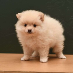 Callie/Pomeranian									Puppy/Female	/7 Weeks,To contact the breeder about this puppy, click on the “View Breeder Info” tab above.