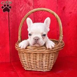 Chubby/French Bulldog									Puppy/Male	/12 Weeks,Chubby is a super cute little platinum Akc registered french bulldog puppy! Family raised and well socialized! Up to date with all shots and dewormings! Comes with a health guarantee! Delivery available! Contact us today to get your new family member!
