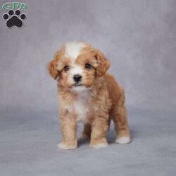 Jackson/Cavapoo									Puppy/Male	/6 Weeks,AKC registered / Genetically tested Parents – Happy and healthy – F1 Cavapoo – Up to date on and deworming – Microchipped – 6 month health/1 year genetic guarantees(1yr/2yr if you remain on recommended food)- Full vet examination Call/text/email to schedule a time to come out and visit. We can ship to you, or can meet you at our airport. We can also meet in between if a reasonable distance.