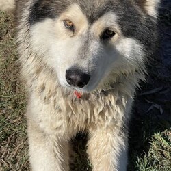 Siberian husky x puppies for sale/Siberian Husky//Younger Than Six Months,My beautiful girl had her 2 babies on the 17/07/2023Dad is husky X malamuteMum is purebred Siberian huskyPuppies have been vaccinated, microchip, and wormedPuppies will be ready for their forever home on the 11/09/2023Please do your homework as their breed is high energy and love to run . They shed their coats twice a year .Puppies will only go to loving homes with lots of love and a big yard to run around ..Puppies come with their own puppy packsPuppy foodBowlToy and their favourite blanket
