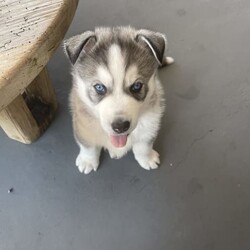 Siberian husky x puppies for sale/Siberian Husky//Younger Than Six Months,My beautiful girl had her 2 babies on the 17/07/2023Dad is husky X malamuteMum is purebred Siberian huskyPuppies have been vaccinated, microchip, and wormedPuppies will be ready for their forever home on the 11/09/2023Please do your homework as their breed is high energy and love to run . They shed their coats twice a year .Puppies will only go to loving homes with lots of love and a big yard to run around ..Puppies come with their own puppy packsPuppy foodBowlToy and their favourite blanket