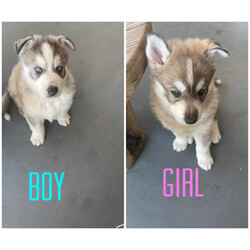 Siberian husky x puppies for sale/Siberian Husky//Younger Than Six Months,My beautiful girl had her 2 babies on the 17/07/2023Dad is husky X malamuteMum is purebred Siberian huskyPuppies have been vaccinated, microchip, and wormedPuppies will be ready for their forever home on the 11/09/2023Please do your homework as their breed is high energy and love to run . They shed their coats twice a year .Puppies will only go to loving homes with lots of love and a big yard to run around ..Puppies come with their own puppy packsPuppy foodBowlToy and their favourite blanket
