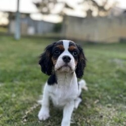 Tri Colour Male cavalier King Charles Puppy, Double vaccinated /Cavalier King Charles Spaniel//Younger Than Six Months,This little boy is available available for his home now, double vaccinated and ready to enjoy his new Fur-Ever home with you.This boy has an umbilical hernia, so this will need to be fixed upon desexing and is discounted accordingly.Last photo is the mother.We are audited, registered ethical breeders RPBA Number 772. We have been breeding for over 20 years and strive to produce beautiful, healthy puppies ethically.Our pups are dry well raised and cared for, this includes worming every 2 weeks from birth, vaccinations, vet checks and microchipping. They also come with a puppy pack to get you started.Our fur babies are raised in our home with us, not raised outdoors or in kennels and this shows in their temperament, they are very intelligent and have a beautiful nature as their parents have.We treat all our dogs as part of the family and each of our Cavalier King Charles Spaniel breeders has received a full DNA profile through Orivet.We put a lot of love and attention into them to make sure they adjust well with their new owners and grow to be happy adults.Puppies have started toilet training.We are more than welcome for you to view/visit for yourself. If you are not able to do this then we can FaceTime or Skype.I am happy to help organise interstate transport.I am happy to arrange viewings at a mutually agreed time. Please contact me to discuss.If you are interested then please feel free message me.RPBA 772 Full Audited memberBIN0002463942293