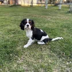 Tri Colour Male cavalier King Charles Puppy, Double vaccinated /Cavalier King Charles Spaniel//Younger Than Six Months,This little boy is available available for his home now, double vaccinated and ready to enjoy his new Fur-Ever home with you.This boy has an umbilical hernia, so this will need to be fixed upon desexing and is discounted accordingly.Last photo is the mother.We are audited, registered ethical breeders RPBA Number 772. We have been breeding for over 20 years and strive to produce beautiful, healthy puppies ethically.Our pups are dry well raised and cared for, this includes worming every 2 weeks from birth, vaccinations, vet checks and microchipping. They also come with a puppy pack to get you started.Our fur babies are raised in our home with us, not raised outdoors or in kennels and this shows in their temperament, they are very intelligent and have a beautiful nature as their parents have.We treat all our dogs as part of the family and each of our Cavalier King Charles Spaniel breeders has received a full DNA profile through Orivet.We put a lot of love and attention into them to make sure they adjust well with their new owners and grow to be happy adults.Puppies have started toilet training.We are more than welcome for you to view/visit for yourself. If you are not able to do this then we can FaceTime or Skype.I am happy to help organise interstate transport.I am happy to arrange viewings at a mutually agreed time. Please contact me to discuss.If you are interested then please feel free message me.RPBA 772 Full Audited memberBIN0002463942293