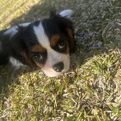 Tri Colour Male cavalier King Charles Puppy, Double vaccinated /Cavalier King Charles Spaniel//Younger Than Six Months,This little boy is available available for his home now, double vaccinated and ready to enjoy his new Fur-Ever home with you.This boy has an umbilical hernia, so this will need to be fixed upon desexing and is discounted accordingly.Last photo is the mother.We are audited, registered ethical breeders RPBA Number 772. We have been breeding for over 20 years and strive to produce beautiful, healthy puppies ethically.Our pups are dry well raised and cared for, this includes worming every 2 weeks from birth, vaccinations, vet checks and microchipping. They also come with a puppy pack to get you started.Our fur babies are raised in our home with us, not raised outdoors or in kennels and this shows in their temperament, they are very intelligent and have a beautiful nature as their parents have.We treat all our dogs as part of the family and each of our Cavalier King Charles Spaniel breeders has received a full DNA profile through Orivet.We put a lot of love and attention into them to make sure they adjust well with their new owners and grow to be happy adults.Puppies have started toilet training.We are more than welcome for you to view/visit for yourself. If you are not able to do this then we can FaceTime or Skype.I am happy to help organise interstate transport.I am happy to arrange viewings at a mutually agreed time. Please contact me to discuss.If you are interested then please feel free message me.RPBA 772 Full Audited memberBIN0002463942293