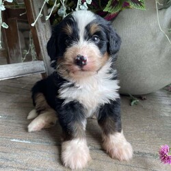 Charlie/Bernedoodle									Puppy/Male	/6 Weeks,To contact the breeder about this puppy, click on the “View Breeder Info” tab above.