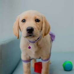 Pure-bred Golden Labrador Retriever Puppies for Sale/Labrador Retriever//Younger Than Six Months,Surprise your loved one with the gift of a lifetime! Our litter of 11 adorable Labrador Retriever puppies are looking for their forever homes, and one of them is the perfect addition to your family. With their cute faces, wagging tails, and endless love, these puppies will melt your heart.These puppies are not only vet-checked, microchipped, vaccinated, and wormed, but their parents have also been health checked to ensure the healthiest puppies possible. Give us a call on ******8996 for more details REVEAL_DETAILS Plus, one of the girls has a unique look with ash colored eyes, a pink nose, and a beautiful golden coat, making her a one-of-a-kind addition to your family. ( This rare gene is known as the Dudley Labrador gene, adding to her special and unique personality. )Update - Only 2 boys & 3 girls remainingHurry up and give us a call if you don't want to miss out on this amazing opportunity to bring a new best friend into your life. ******8996 REVEAL_DETAILS Microchip numbers : 956000016634389 95600001663729 956000016663125 956000016661126 956000016633182 956000016687642 956000016634145 956000016660817 956000016663779 956000016660998 956000016633047