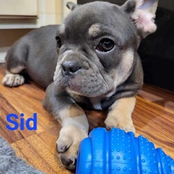Sid/French Bulldog									Puppy/Male	/13 Weeks,Our Handsome young little boy Sid is finally ready to go home!  Sid was born and raised in our own home with children and he loves going outside and playing in the flowers and grass!  Sid has been de-wormed and vaccinated and is up to date on all of his shots!  We would love any questions you may have so please, feel free to call, email, or text!  Thank you!