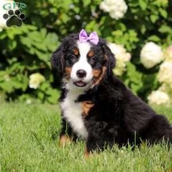 Sadie/Bernese Mountain Dog									Puppy/Female	/10 Weeks,Meet Sadie! This beautiful girl is an AKC Registered Bernese Mountain dog puppy. In addition to her glistening coat and bright, intelligent eyes, she has a sharp wit and picks up on new things fast. She has the typical Bernese personality: calm, friendly and affectionate. Bernese Mountain Dogs are an excellent choice for a family dog, they are usually great with kids and other pets. We love this breed and want to give people the chance to share their home with this special type of dog!