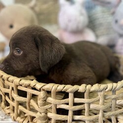 Labrador puppies READY NOW/Labrador Retriever//Younger Than Six Months,Chocolate Purebred Labrador PuppiesFemales and Males availableWHEN ONLY THE BEST WILL DOLabradors are kind affectionate dogs, smart & quick learning. Love food and human attention. Can be suited to all living conditions. These puppies will mature to medium size & will be solid buildsBoth parents have clear DNA, and good hip and elbow scores. This means the puppies are clear from genetic diseases. The parents love to swim and have cuddles and are viewablePuppies are currently eating Hypro puppy kibble, kangaroo mince, chicken mince and are well handled and socialisedPuppies are/come with:Veterinary Health CertificateMicrochip & first Vaccination (C3)6 week puppy insurance through PetplanWormed fortnighlty with DrontolPuppy pack including hypro puppy foodFollow up questions or adviceCall or message for more information and to view. FaceTime or what’s app video calls also availablePlease make sure you have permission from anyone that influences your decision to add a puppy to the family like real estate, partner, parensts.RPBA #10343 verify with number ******9277 REVEAL_DETAILS 