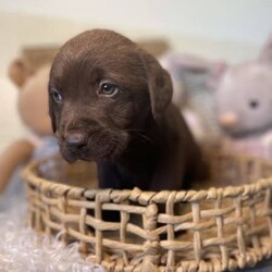 Labrador puppies READY NOW/Labrador Retriever//Younger Than Six Months,Chocolate Purebred Labrador PuppiesFemales and Males availableWHEN ONLY THE BEST WILL DOLabradors are kind affectionate dogs, smart & quick learning. Love food and human attention. Can be suited to all living conditions. These puppies will mature to medium size & will be solid buildsBoth parents have clear DNA, and good hip and elbow scores. This means the puppies are clear from genetic diseases. The parents love to swim and have cuddles and are viewablePuppies are currently eating Hypro puppy kibble, kangaroo mince, chicken mince and are well handled and socialisedPuppies are/come with:Veterinary Health CertificateMicrochip & first Vaccination (C3)6 week puppy insurance through PetplanWormed fortnighlty with DrontolPuppy pack including hypro puppy foodFollow up questions or adviceCall or message for more information and to view. FaceTime or what’s app video calls also availablePlease make sure you have permission from anyone that influences your decision to add a puppy to the family like real estate, partner, parensts.RPBA #10343 verify with number ******9277 REVEAL_DETAILS 