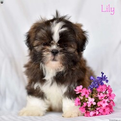 Lily/Shih Tzu									Puppy/Female	/8 Weeks,If you are in search of Shih Tzu puppies , look no further! These puppies are not only adorable but also come with the assurance of being vet checked and family raised.These puppies are ACA registered.