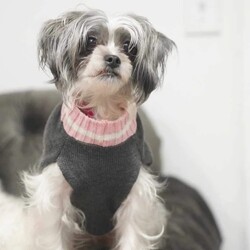 Adopt a dog:Maxie /Shih Tzu/Female/Young,Maxie is a shorkie and she is 3 years old. She is such a sweet girl who gets along with dogs and loves people. She only has one eye as she was attacked by another dog but it doesn't stop her from being so adorable. Email harescue1@aol.com or fill out an application at www.heavenlyangelsanimalrescue.org
