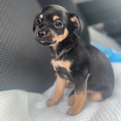 Adopt a dog:Carlos/Chihuahua/Male/Baby,Carlos is currently a 6 week old chi mix.  That is current on age appropriate vetting. 

He is 2 lbs, his mother was 8lbs. 
So we assume he will stay small. 

He can be transported to NJ  upon adoption. 

You can find my form 