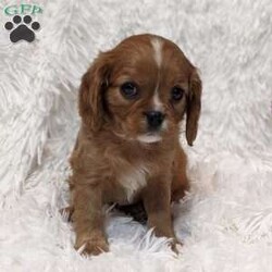 Chanel/Cavalier King Charles Spaniel									Puppy/Female	/8 Weeks,Meet Chanel, one of our sweet little Cavalier King Charles puppies! Chanel is mischievous and charming, and will melt your heart!  She comes with a clear health exam, up-to-date vaccinations, and our health guarantee. Both of her parents are clear of any breed-specific genetic disorders! We have over twenty years of experience, so contact me today to reserve this little scamp! 