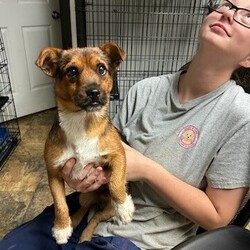 Adopt a dog:French Toast/Norfolk Terrier/Male/Young,This ADORABLE little terrier mix is French Toast. He is around 1 year old, and was found as a stray by a good samaritan who brought him to us! French Toast is a super sweet, goofy, playful little guy who is all about fun! He's got the cutest little legs and when he gets the zoomies, look out, LOL! French Toast is going to make a wonderful family dog for someone committed to training and give this little guy all the love he deserves! 

We promised French Toast that the rest of his life, would be the best of his life. Could that be with you? 

***Learn more and APPLY to adopt at FINALVICTORYRESCUE.COM. A PetFinder Inquiry is not our application.***