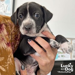 Adopt a dog:Leo/Terrier/Male/Baby,Please contact Rachel Knowles (rachelk@luckydoganimalrescue.org) for more information about this pet.ready to wiggle my way into your heart! Leo NEEDS A FOSTER OR FOREVER HOME!!!!

Name: Leo Best Guess for Breed: Terrier Mix

Best Guess for Age: 7 weeks as of 9/16 SEX: male

Estimated Weight (puppies' weights change quickly!): 5.9 pounds as of 9/16

Gets Along With: Most puppies are in the prime of their socialization window and will do well with other dogs, cats and kids so long as they receive patience and proper training.

Currently Living at: DC area foster home

Special Adoption Considerations: Puppies under 6 months of age need to have multiple potty breaks/exercise throughout the day. Potential adopters with a standard 8-hour workday must be willing to make arrangements to meet the needs of their puppy.
Leo is Looking For: My siblings (Lulu and Lucky) and I have been hanging out in our foster home with mom for a while and are ready to head out on our own. We are already learning how to be good pups, but hear there is this great thing called puppy kindergarten where we can learn all sorts of fun new tricks! And when we get our own family, we get all of the cuddles! We cannot wait to find our perfect forever home!
What My Foster Says About Me: These puppies are very sweet. We have been keeping them inside while they grow, but they are adventurers who love to play! They are sweet pups, and will be a great addition to any home!
Puppy Vetting Requirements: Lucky Puppies have had their age appropriate vaccines, but may not yet be 