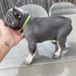 A beautiful litter of stunning French bulldogs/French bulldogs/Male/7 weeks,My Tilly ( the smallest secret ) is lilac tan carrying cream DNA b/b d/d at/at/ Ele ky/ky
Very good blood lines her sire is the famous ( turbo ) produced by unique Frenchies imported from America ????


Our lilac & tan girl tilly had this beautiful litter of 4 stunning little gems ?? 3 boys
and 1 female. We still have 2 boys who are all looking for there 5* forever homes. the remaining boys are £2,000 each. £500 non refundable deposit is required. they will be ready to leave mum on 23rd September

( Boy ) Red collar
( Boy ) blue collar
SOLD
( Boy ) green collar
( Girl ) purple collar
SOLD



?? there fully KC registered with the
5 generation pedigree certificate instead of the basic 3 generation certificate ??

?? complete peace of mind and a detailed background of your puppy’s progress from the very start ??

?? Puppy life photo album ??
?? Including several photos from the birth of your pup’s journey ??

?? daily weight chart of your puppy from birth up until 4 weeks old to show progression ??

?? The essential guide for a french bulldog book from puppy to senior ??

?? Home from home puppy pack ??

??Blanket & soft toy with mums scent
??500g bag of puppy food
??Teething toy
??Doggy bags
??Puppy pads

1st vaccinations done
?
Full Vet check
?
Microchiped
?
Flead & wormed ?
5 weeks pet insurance ?