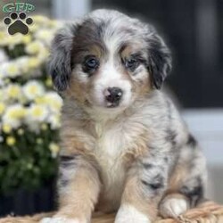 Princess/Australian Mountain Doodle									Puppy/Female	/8 Weeks,To contact the breeder about this puppy, click on the “View Breeder Info” tab above.