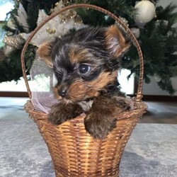 Yorkshire Terrier Puppy For Sale/Yorkshire Terrier/Male/Younger Than Six Months,Yorkshire male puppy for sale.1 yorkie Boy, really tiny. Teacup size. 500g weight. Ready to go to new home Born on 24/07/2023Hypoallergenic breed, perfect for people who suffer from allergies. Perfect family dog. Happy to view pup and parents. For more info please message. Happy to FaceTime :)No time wasters please. Serious buyers only 
