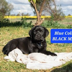 2 LEFT! DNA CLEAR LABRADOR PUPS!!! READY NOW!/Labrador Retriever/Both/Younger Than Six Months,READY NOW!!! Healthy & gorgeous looking 10 Pure Bred Labrador pups w only 1 YELLOW FEMALE & 1 BLACK FEMALE LEFT! (ALL PUPS ARE FULL DNA CLEAR thru parentage-FULL BREED PROFILE)BOTH parents are also HIP & ELBOW SCORED w fantastic results.MUM'S HIPS-3:4- ELBOWS-0:0DAD'S HIPS-1:0 ELBOWS-0:0DOB OF THE PUPS: 24/06/23AGE:JUST TURNED 12 WEEKS OLDREDUCED to $1200GREEN COLLAR BLACK FEMALE-SOLDREDUCED to $1100PINK COLLAR YELLOW FEMALE-SOLDPURPLE COLLAR YELLOW FEMALE-SOLDREDUCED to $1000YELLOW PUPS:PEACH COLLAR YELLOW FEMALEBLACK COLLAR YELLOW MALE-SOLDLIGHT BLUE COLLAR YELLOW MALE-SOLDBLACK PUPS:YELLOW COLLAR BLACK FEMALEBLUE COLLAR BLACK MALE-SOLD PENDING DELIVERYORANGE COLLAR BLACK MALE-SOLDRED COLLAR BLACK MALE-SOLD PENDING DELIVERYMum is a Pure Bred Fox Red Labrador and Dad is a Pure Bred Black Labrador. Both parents are very intelligent. They have the friendliest natures and super affectionate dogs. Mum loves our company, play fetch, to go for run/walk with us. Dad is very active, super playful dog. Loves to run around with all our Labradors, fetch ball and venture around. They are both super active, happy, very healthy parents.Each pup will come with copies of his parents' DNA health results/certificates✔️, his Vaccination card✔️, puppy guide✔️ and a puppy pack✔️. Puppy pack includes a blanket, collar, lead, toys, puppy pads, puppy bowl and a transition food. The food is a premium dry food (Advance) that pup is used to and you will receive a sample pack to get you started.DELIVERY:You are mostly welcome to pick up your pup or you can choose to have him/her delivered to your door. Meeting half point is also an option and can be arranged.Have done extensive deliveries all around Australia. I have arranged several flights that were sent interstate with one sent just a week ago and another one just 4 weeks ago to NT & 5 months ago to SA. Few months ago, also last years and few years back to WA, TAS. Very frequently to ACT and many areas of NSW almost every week. Going to SYD & ACT areas are mostly on a Thursday and free delivery on a Thursday.FREE DELIVERY:FREE DELIVERY from Parkes (road transport) to any Canberra, Blue Mountains, Orange-Bathurst, Central West, Mudgee, SYD areas including to Syd airport on 14th Sept, Thursday.Your pup can be delivered FREE to SYD including to SYD airport if the pup needs an interstate delivery as mentioned above. Flying the pup from Syd to destinations like NT, WA, SA, TAS, were our previous deliveries recently (NT was 3 weeks & few months ago to the others mentioned to be exact). Flight cost is AT THE NEW OWNER'S EXPENSE. Only the road transport from Parkes to Syd airport is free and only free on a Thursday. Any delivery to SYD airport from Parkes THAT IS NOT A THURSDAY WILL INCUR A DELIVERY FEE.DELIVERY W FEES:Have delivered several times to VIC too, pre, during & post Covid period. Meeting half point if you live in Melbourne can be arranged as well AND WILL INCUR A DELIVERY FEE. DELIVERY ANY DAY to VIC or down that way & DELIVERY to SYD, ACT, BATHURST-ORANGE, BLUE MOUNTAINS, MUDGEE or any Central West NSW areas ON A WEEKEND AND ANY DAY THAT IS NOT A THURSDAY WILL ALSO INCUR A DELIVERY FEE.WhatsApp is available for live viewing by appointment only.You may also contact me directly by text message to my mobile ******7134 is preferred so we can discuss your suitability as a pet owner and be sure you have selected the best pup for your needs and family situation. REVEAL_DETAILS I am licensed as a breeder and where there are many happy pet owners that have adopted through me.RPBA # 1473