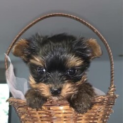 Yorkshire Terrier Puppy For Sale/Yorkshire Terrier/Male/Younger Than Six Months,Yorkshire male puppy for sale.1 yorkie Boy, really tiny. Teacup size. 500g weight. Ready to go to new home Born on 24/07/2023Hypoallergenic breed, perfect for people who suffer from allergies. Perfect family dog. Happy to view pup and parents. For more info please message. Happy to FaceTime :)No time wasters please. Serious buyers only 