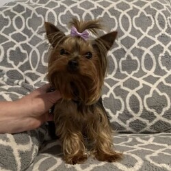 Yorkshire Terrier Puppy For Sale/Yorkshire Terrier/Male/Younger Than Six Months,Yorkshire male puppy for sale.1 yorkie Boy, really tiny. Teacup size. 500g weight. Ready to go to new home Born on 24/07/2023Hypoallergenic breed, perfect for people who suffer from allergies. Perfect family dog. Happy to view pup and parents. For more info please message. Happy to FaceTime :)No time wasters please. Serious buyers only 