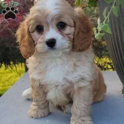 Gracie/Cavapoo									Puppy/Female	/8 Weeks,Check out Gracie, a cute & friendly Cavapoo puppy ready to become your new best friend! This lovely girl comes home with a 1-year genetic health guarantee and is up to date on shots & wormer. She is raised on a family farm with children and would make a perfect fit for anyone interested in adopting. Call or text the breeder anytime!