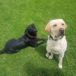 Black Labrador Puppies/Labrador Retriever/Both/Younger Than Six Months,Black Labrador puppies4 girls 3 boysReady for their forever homesVet check, microchipped, Vaccinated and wormed. Pups have been social with toddlers, cats, chooks and other dogs.Black mum and Gold dad as pictured. both beautifully natured dogs.