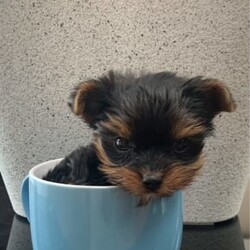 Yorkshire Terrier Puppy For Sale/Yorkshire Terrier/Male/Younger Than Six Months,Yorkshire male puppy for sale.1 yorkie Boy, really tiny. Teacup size. 500g weight. Ready to go to new home Born on 24/07/2023Hypoallergenic breed, perfect for people who suffer from allergies. Perfect family dog. Happy to view pup and parents. For more info please message. Happy to FaceTime :)No time wasters please. Serious buyers only 