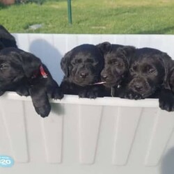 Black Labrador Puppies/Labrador Retriever/Both/Younger Than Six Months,Black Labrador puppies4 girls 3 boysReady for their forever homesVet check, microchipped, Vaccinated and wormed. Pups have been social with toddlers, cats, chooks and other dogs.Black mum and Gold dad as pictured. both beautifully natured dogs.