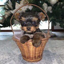 Yorkshire Terrier Puppy For Sale/Yorkshire Terrier/Male/Younger Than Six Months,Yorkshire male puppy for sale.1 yorkie Boy, really tiny. Teacup size. 500g weight. Ready to go to new home Born on 24/07/2023Hypoallergenic breed, perfect for people who suffer from allergies. Perfect family dog. Happy to view pup and parents. For more info please message. Happy to FaceTime :)No time wasters please. Serious buyers only 