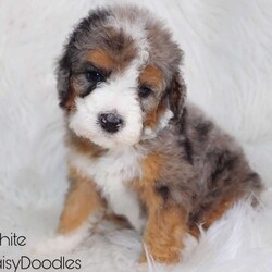 White/Mini Bernedoodle									Puppy/Male	/6 Weeks,White is a Tri Merle mini bernedoodle who is expected to be around 25-35 pounds full grown. Ready to go home October 3rd! Momma is a moyen poodle named Shirley and dad is Mini Bernedoodle named Bear!