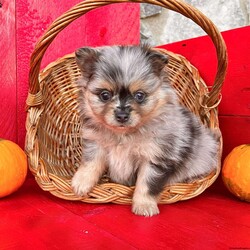 Snuggles/Pomeranian									Puppy/Female	/5 Weeks,  Snuggles is a gorgeous little merle and tan Akc registered pomeranian puppy! Great quality thick coat teddybear face! Family raised and well socialized! Up to date with all shots and dewormings! Comes with a health guarantee! Ground delivery available right to your door! Contact us today to get your new family member!