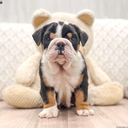 Greta/English Bulldog									Puppy/Female	/8 Weeks