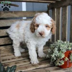 Buddy/Miniature Poodle									Puppy/Male	/6 Weeks,Say hello to this friendly Moyen Poodle puppy with a loving heart and soft fluffy fur! This precious puppy is up to date on shots and dewormer and vet checked. The breeder offers a health guarantee as well! If you are interested in adopting a well socialized puppy contact us today!