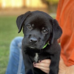Adopt a dog:Wiglett/Black Labrador Retriever/Male/Baby,Hi! My name is Wiglett. I am a very happy puppy. I am full of energy. I love to wrestle with small toys and tug on pant legs. I am not very tall but I can reach and play tug-o-war with your pants or shirt. I am teething so I will chew on a variety of things. I am always accepting of food. I love to eat and then poop. I love to drink water and then pee. I am not potty trained to go outside. I am an indoor puppy for now. I go potty on the homemade washable pads my foster mommy made. I don't mind being picked up and held. I give puppy kisses if you let me. I am looking for my furever family. Is it you?

A word from my foster mommy......

Hi, my name is Anna. I am fostering this handsome little guy. He is just so adorable. He has an easy going side and an energetic side. It's hard to say which one is better. Yes, I love it when he is calm and relaxed. This side makes him more lovable. When he is full of energy, he is super fun to watch as he runs around learning how to move around slippery tile. It's all safe fun. At this age, he can make playing with any toy look like it is the best toy ever.
He is off to a good start with potty training (always hits the pee pad). He has a good appetite 
a good personality and will make a great companion.

Wiglett will not be available to go home until Sept. 29, 2023. However, I am accepting applications for him now. If you would like to be considered for him, please submit an online application for him. If you are not on Animal Compassion Team's website, visit us at www.animalcompassionteam.com Only an approved application will be allowed to meet him. I will be emailing any applicants who submit an application so please check your email for a message from me If you wish to contact me, email me at anna@animalcompassionteam.com

Thank you for your interest in my foster puppy