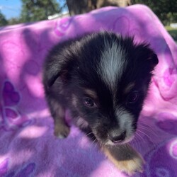 Adopt a dog:Ivy/Australian Shepherd/Female/Baby,Ivy is a sweet little mini aussie mix that is looking for her forever home. She is tiny and we don’t expect her to be over 20 pounds full grown we are not sure what she is mixed with but it is small. She is roughly 8 weeks old and eating on her own. 

For Pet's Sake Rescue is a Mississippi based rescue. Mississippi is overpopulated too many animals, not enough homes, and many high kill shelters. For Pet's Sake Rescue saves each animal from a different background.

***Breed input is required for each platform but is not guaranteed to be accurate. We do not DNA/Breed test. We discuss breed assignments with our vets to label them as accurately as possible***

For Pet's Sake Rescue transports animals to other states with better adoption potential. Our goal is to keep animals alive and out of kennels into their forever homes as quickly as possible. Each animal is quarantined and vetted during their time in our care. Each adopted pet is spayed/neutered, vaccinated, dewormed, microchipped and has current flea treatment unless otherwise noted. 

Please email monica@forpetssakerescue.org and put the pets name in the subject area. Once we review your application and check your vet reference, we will contact you to proceed. If both parties agree to the adoption, we will send you an Adoption Contract with an invoice. Once the invoice is paid, your pet is 