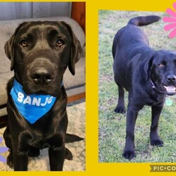 Labrador Puppies - For Sale/Labrador Retriever/Both/Younger Than Six Months,Purebred Labrador puppies born 13th August 2023.Ready for their forever homes from 8/10/2023With their cute faces, wagging tails, endless love, gentle nature, and loving temperaments these puppies will melt your heart.Our puppies have been socialising with children, adults, and cats.Mum (Luna) lives with us and Dad (Banjo) is my sister’s 3rd child.Both parents have been raised on top quality pet food and are extremely friendly, gentle, calm, and obedient Black Labradors.Puppies are being feed Hill’s Science Diet Puppy food.Microchipped, vaccinated and vet checked at 6 weeks of age.Worming has been done every 2 weeks.1 Black Boy2 Black Girls - Orange Girl SOLD3 Golden Boys - Blue Boy PENDING3 Chocolate Girls- Pink & Orange Girls SOLDPick up Bannockburn or Colac. 