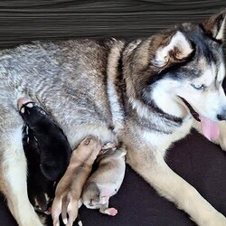 Siberian Husky Puppies/Siberian Husky/Female/Younger Than Six Months,Huskypup5 has 5 Siberian Husky Puppies available.1 Black-White Male1 Light -Red Male3 Black-White FemalePuppies where born on the 10th September & will be ready to leave around 8weeks time weekend of 4th November 2023.Note: last 2 Black White female puppies are 1 week older.Cost of puppy $1500Which Includes fortnightly wormed,1st Vaccination, Microchip and Vet Check Certificate.We also supply a puppy information folder & weekly updated photos.We have owned Siberian Huskies for over 20 years with high experienced in the breed.w huskypup5comCan organise Road Transport at buyers expensePlease contact us if you are interested or would like to view more photos.