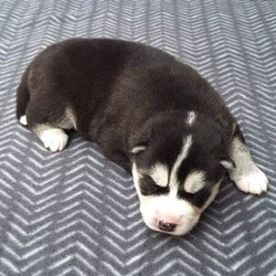 Siberian Husky Puppies/Siberian Husky/Female/Younger Than Six Months,Huskypup5 has 5 Siberian Husky Puppies available.1 Black-White Male1 Light -Red Male3 Black-White FemalePuppies where born on the 10th September & will be ready to leave around 8weeks time weekend of 4th November 2023.Note: last 2 Black White female puppies are 1 week older.Cost of puppy $1500Which Includes fortnightly wormed,1st Vaccination, Microchip and Vet Check Certificate.We also supply a puppy information folder & weekly updated photos.We have owned Siberian Huskies for over 20 years with high experienced in the breed.w huskypup5comCan organise Road Transport at buyers expensePlease contact us if you are interested or would like to view more photos.
