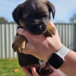 Border Terrier puppies forsale/Border Terrier/Male/Younger Than Six Months,We have 4 delightful purebred male Border Terrier puppies almost ready for their forever homes.These puppies have been born and raised in our family home. They have been well socialised with our children and have been socialised with other dogs and cats.Both mum and dad are our family pets and have beautiful nature's.This is a very friendly outgoing litter of puppies and they will make wonderful lifelong pets.Puppies will be microchipped wormed and vet checked.Date Of Birth: 14/08/2023Ready To Go To New Homes: 9/10/2023