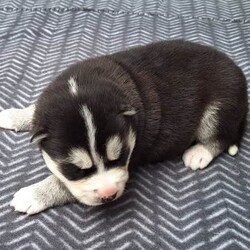 Siberian Husky Puppies/Siberian Husky/Female/Younger Than Six Months,Huskypup5 has 5 Siberian Husky Puppies available.1 Black-White Male1 Light -Red Male3 Black-White FemalePuppies where born on the 10th September & will be ready to leave around 8weeks time weekend of 4th November 2023.Note: last 2 Black White female puppies are 1 week older.Cost of puppy $1500Which Includes fortnightly wormed,1st Vaccination, Microchip and Vet Check Certificate.We also supply a puppy information folder & weekly updated photos.We have owned Siberian Huskies for over 20 years with high experienced in the breed.w huskypup5comCan organise Road Transport at buyers expensePlease contact us if you are interested or would like to view more photos.