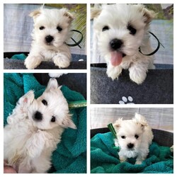Maltese male pending payment taking next in line/Maltese/Male/Younger Than Six Months,I have beautiful Maltese male puppy available now. He has a lovely quiet temperament and doesn't cry at night.He has been vet checked from head to tail, microchipped, vaccinated, wormed, flea and tick protection. No pedigree papers.He is doing well with toilet training.Only 1 Male available.D.O.B - 31/7/23My puppy is well socialised with other dogs and children. Both parents are family dogs so they are very loving and have good temperaments. You are welcome to meet the parents.“Maltese are affectionate toy dogs weighing between 3-5 kilos”Dad is 4.3 kg and mum is 3.5kg. see him in pic with mum. Mum has been shaved back for hygiene during pregnancy & feeding.“According to the American Kennel Club, Maltese are a hypoallergenic dog breed because they have a non-shedding coat that produces less dander.”“The Maltese is a small hypoallergenic dog breed, well known for its lively, playful nature. Bred as a companion dog, this small non-shedding dog grows a long, silky coat of hair (not fur) that doesn’t shed, making it one of the best dogs for people with allergies. Renowned for their beauty and friendly disposition, it comes as no surprise that the Maltese dog is a popular hypoallergenic pet, and a dog adored by many!”BIN000819654I am happy to answer any questions you may have.Our phone number is ******5377 REVEAL_DETAILS I can arrange shipping via Dog Movers if required.