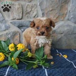 Lilly/Toy Poodle									Puppy/Female	/7 Weeks,Say hello to Lilly an extra tiny Toy Poodle girl with lots of love to share! This delightful little pup is up to date on shots and dewormer and vet checked. She comes with a health guarantee and is family raised and well socialized with children. If you are searching for an itsy-bitsy puppy with a loving personality contact us today! 