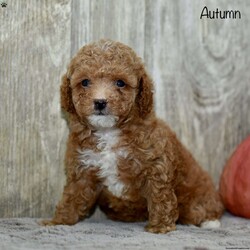 Autumn/Toy Poodle									Puppy/Female	/8 Weeks,Autumn is a bouncy a little toy poodle.She is looking for her forever home. She is a sweet, playful, baby girl, who loves, cuddling with her family and learning new things! 