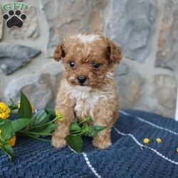 Lilly/Toy Poodle									Puppy/Female	/7 Weeks,Say hello to Lilly an extra tiny Toy Poodle girl with lots of love to share! This delightful little pup is up to date on shots and dewormer and vet checked. She comes with a health guarantee and is family raised and well socialized with children. If you are searching for an itsy-bitsy puppy with a loving personality contact us today! 