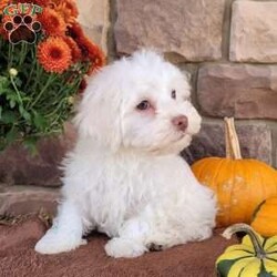 Bailey/Havanese									Puppy/Male	/9 Weeks,Meet Bailey! He is a very fluffy, AKC registered Havenese puppy. He is well socialized and loves to play with kids. Both his parents are AKC registered Havenese’. Call or text Miriam to adopt your next best friend!